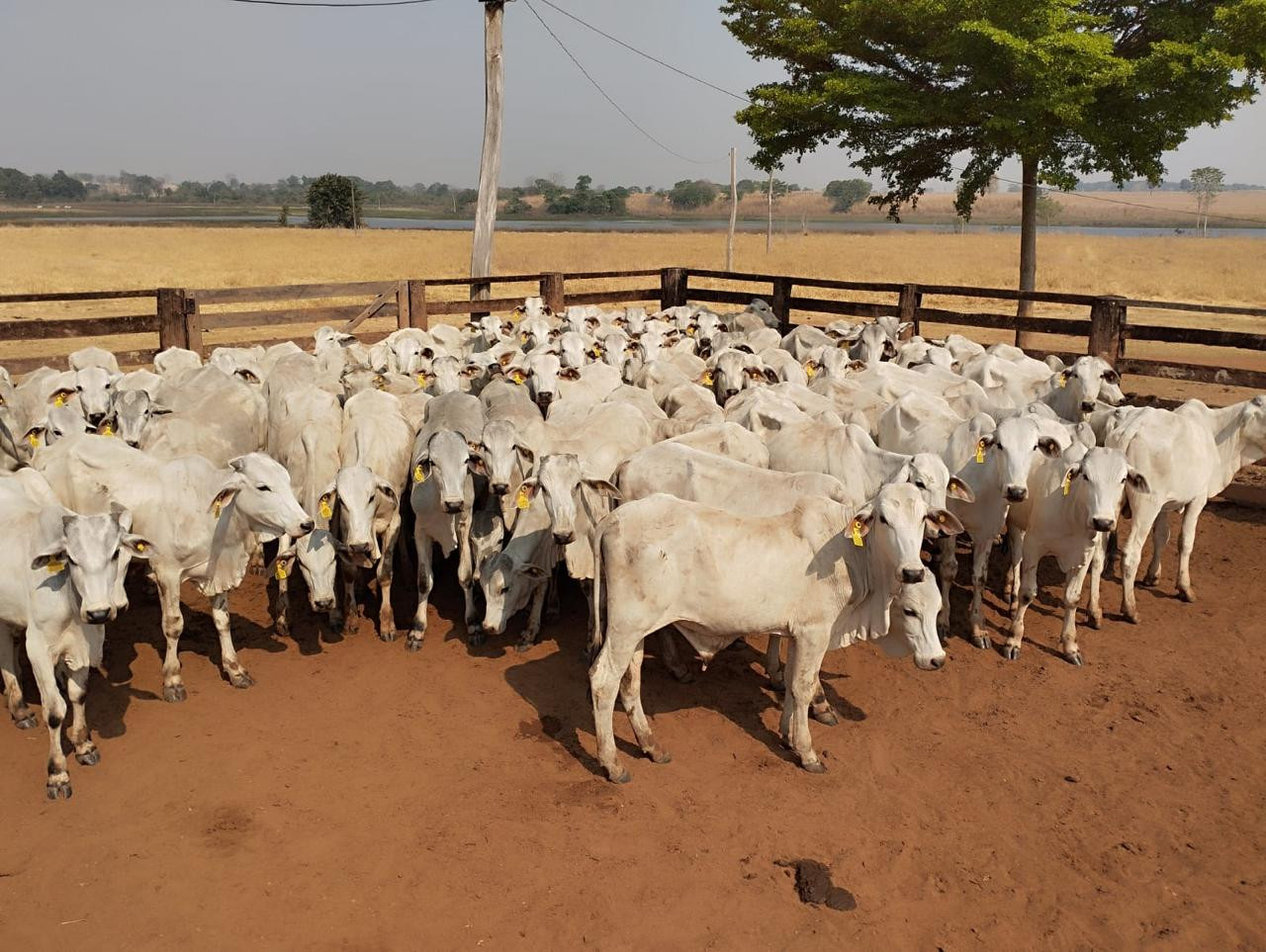 Prorrogado até 15 de janeiro prazo da 2ª Etapa da Declaração de Rebanho em Goiás