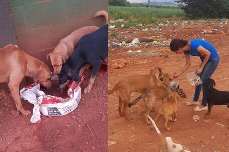 Município de Ceres é condenado por omissão em políticas públicas para animais em situação de rua