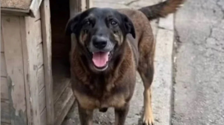 O que aponta perícia sobre causa da morte do cão Orelha 