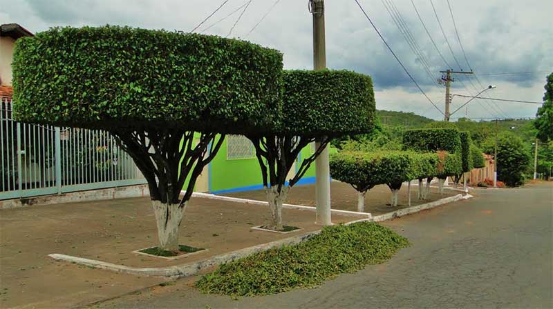 Meio Ambiente suspende temporariamente poda de árvores 