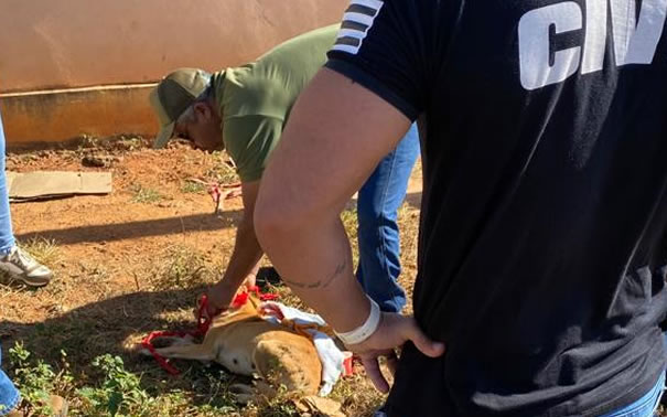Goianésia: Operação da Polícia CIvil e Secretaria do Meio Ambiente resgata cadela vítima de maus tratos