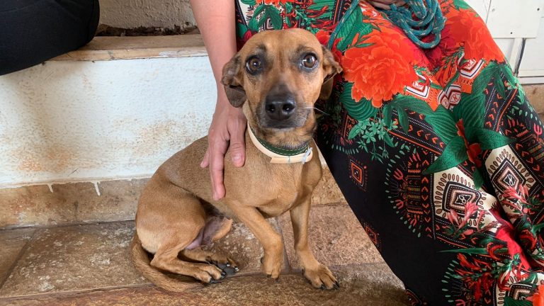 Lei que obriga donos a registrarem cães e gatos em Goiás é aprovada pela Alego