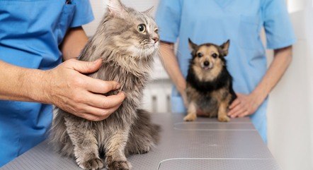 Vereador Carlos Gomes solicita que promova a castração gratuita de cães e gatos na cidade