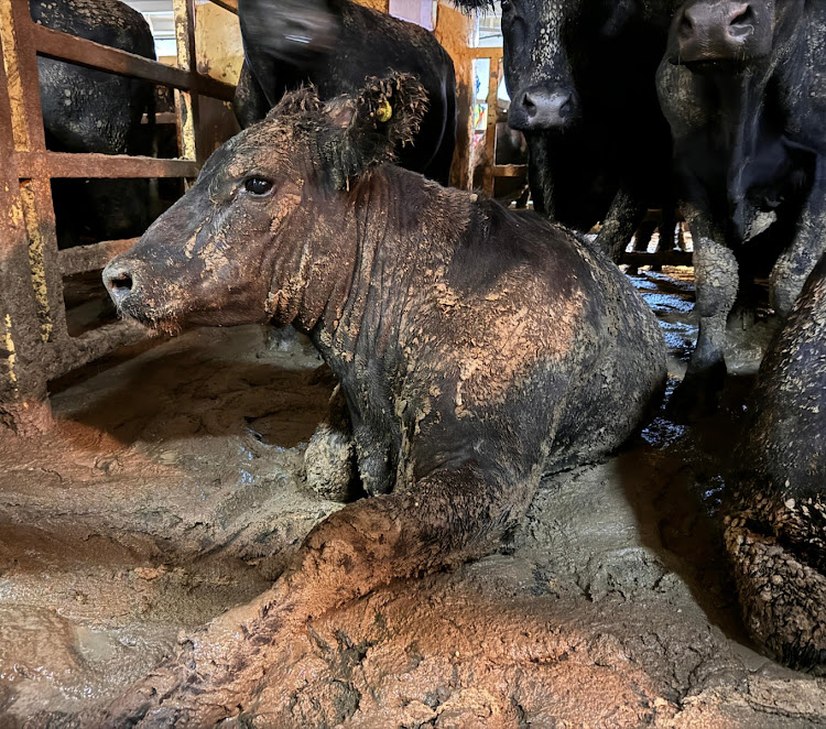 CAUSA ANIMAL - Organizações enviam carta ao Senado pelo fim da exportação de animais vivos