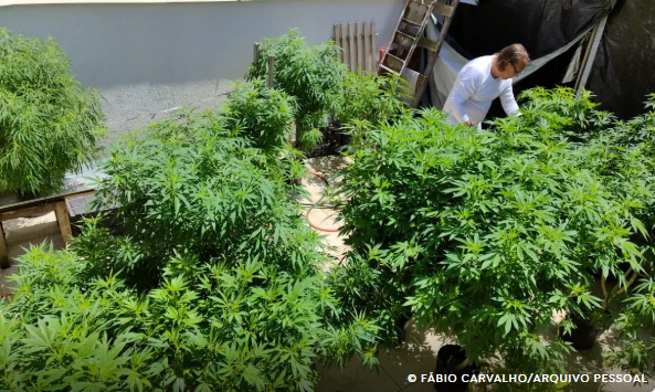 Brasil atingiu a marca de 672 mil pacientes que se tratam com cannabis