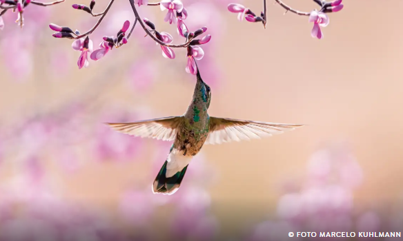 Aves beijoqueiras estão ameaçadas no Cerrado, diz pesquisador