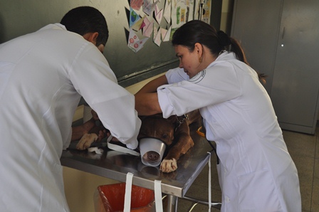 Médico Veterinário e Você - Prefeitura realiza “mutirão de castração”