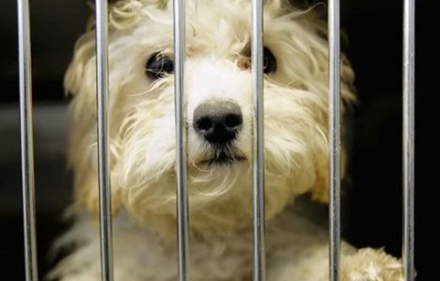 Pet shops não podem mais expor animais em vitrines e gaiolas