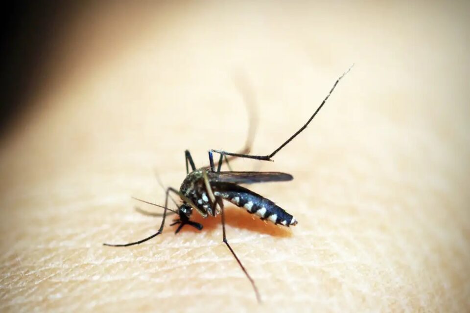 Cor da roupa pode atrair ou repelir mosquito da dengue