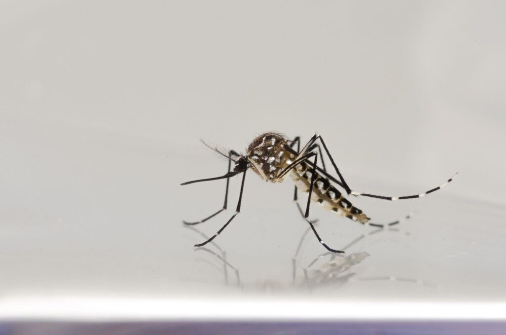 Casos de dengue crescem 14% em Goiás em 2026; Estado já contabiliza 75 mortes